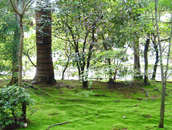 龍安寺 庭園